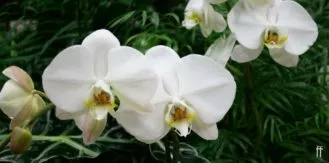 Orchids 2020-Blog Banner 1-freytags-florist-austin-tx