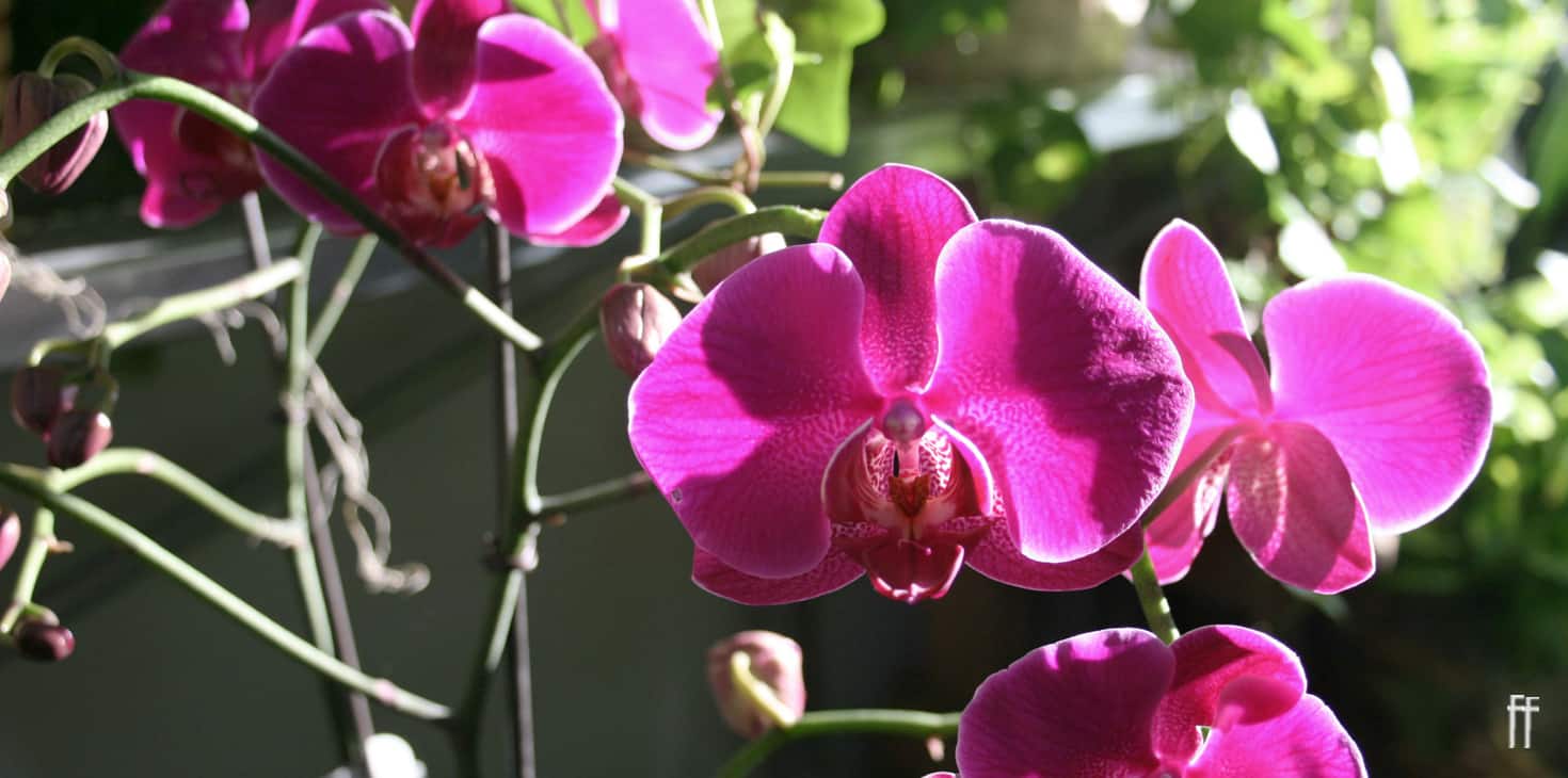 Orchids-freytags-florist-austin-tx-copyright-2020