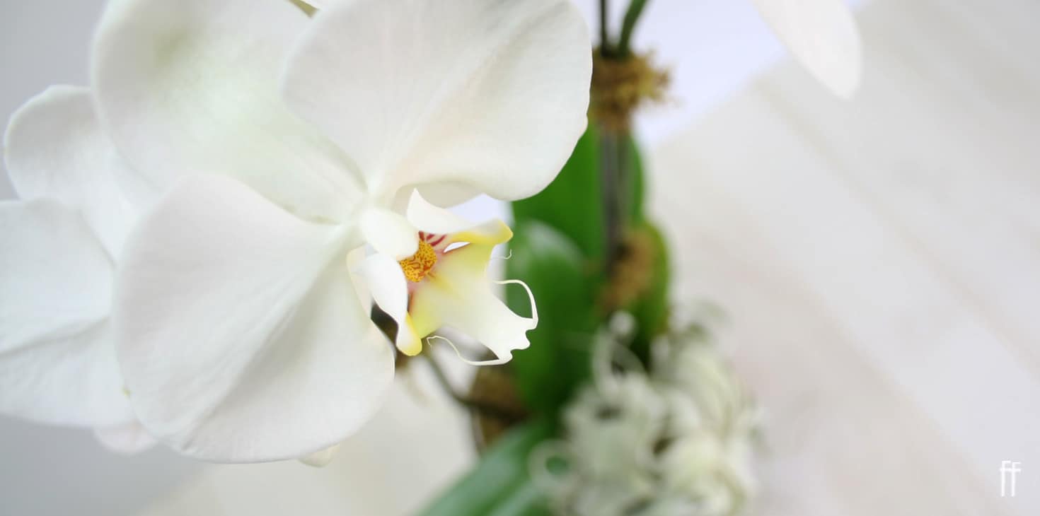 Orchids-freytags-florist-austin-tx-copyright-2020