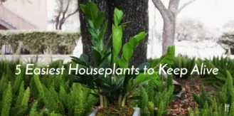 House Plants 1 2020-Blog Banner 1-freytags-florist-austin-tx