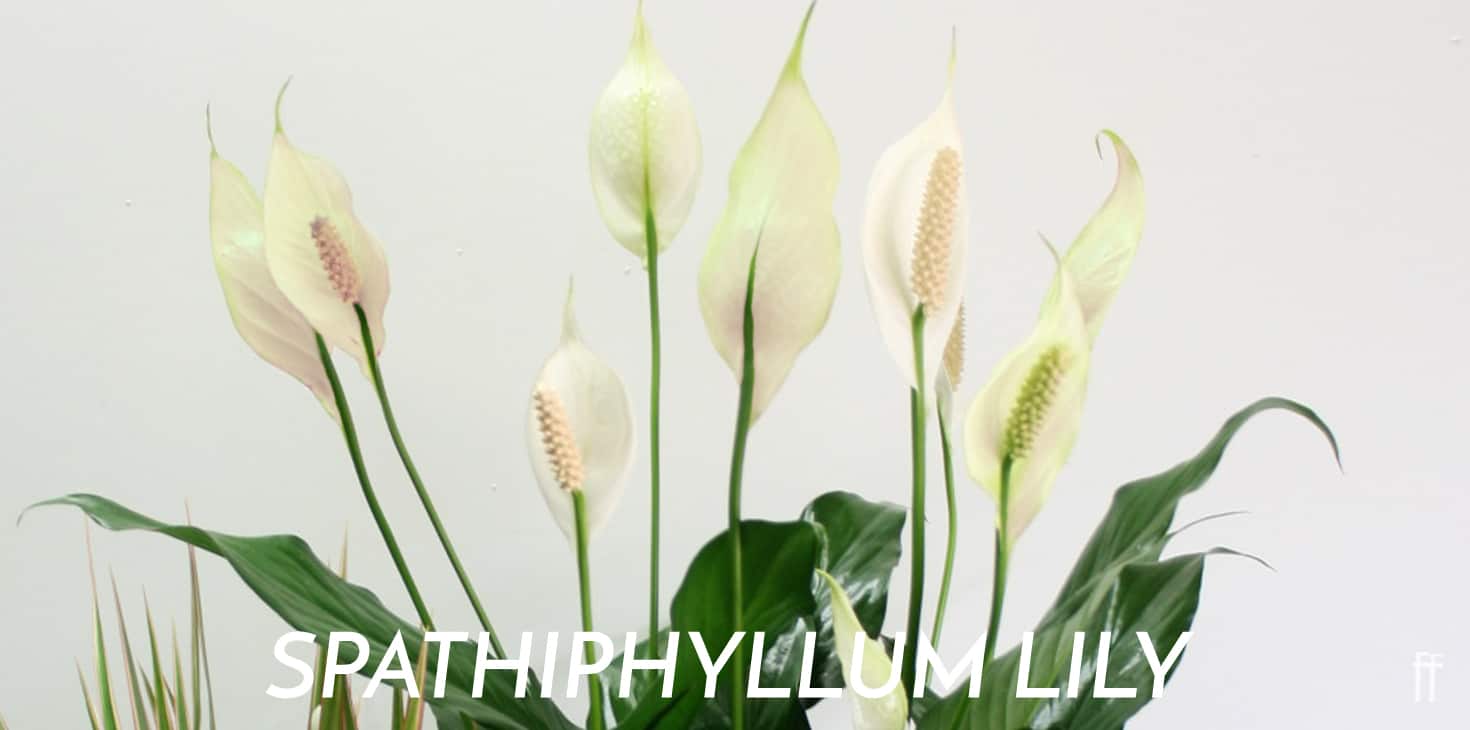 House Plants 1 2020-Blog Banner 2-freytags-florist-austin-tx