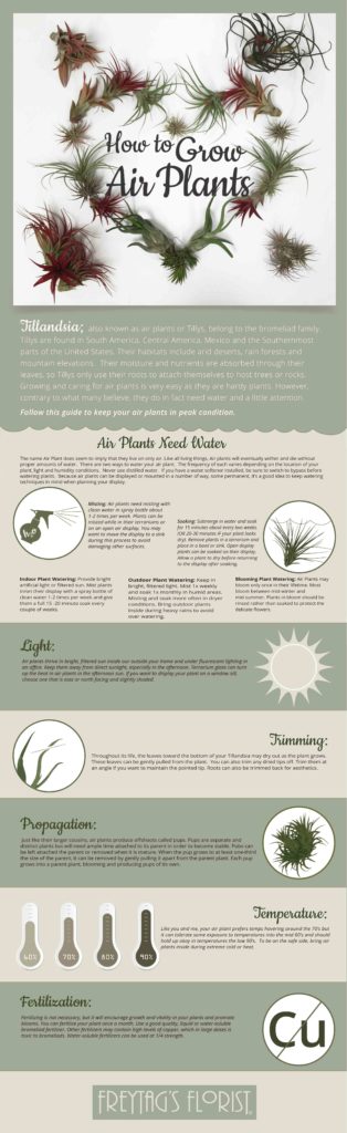 How to Care for Air Plants - Freytags Florist - Freytags Florist