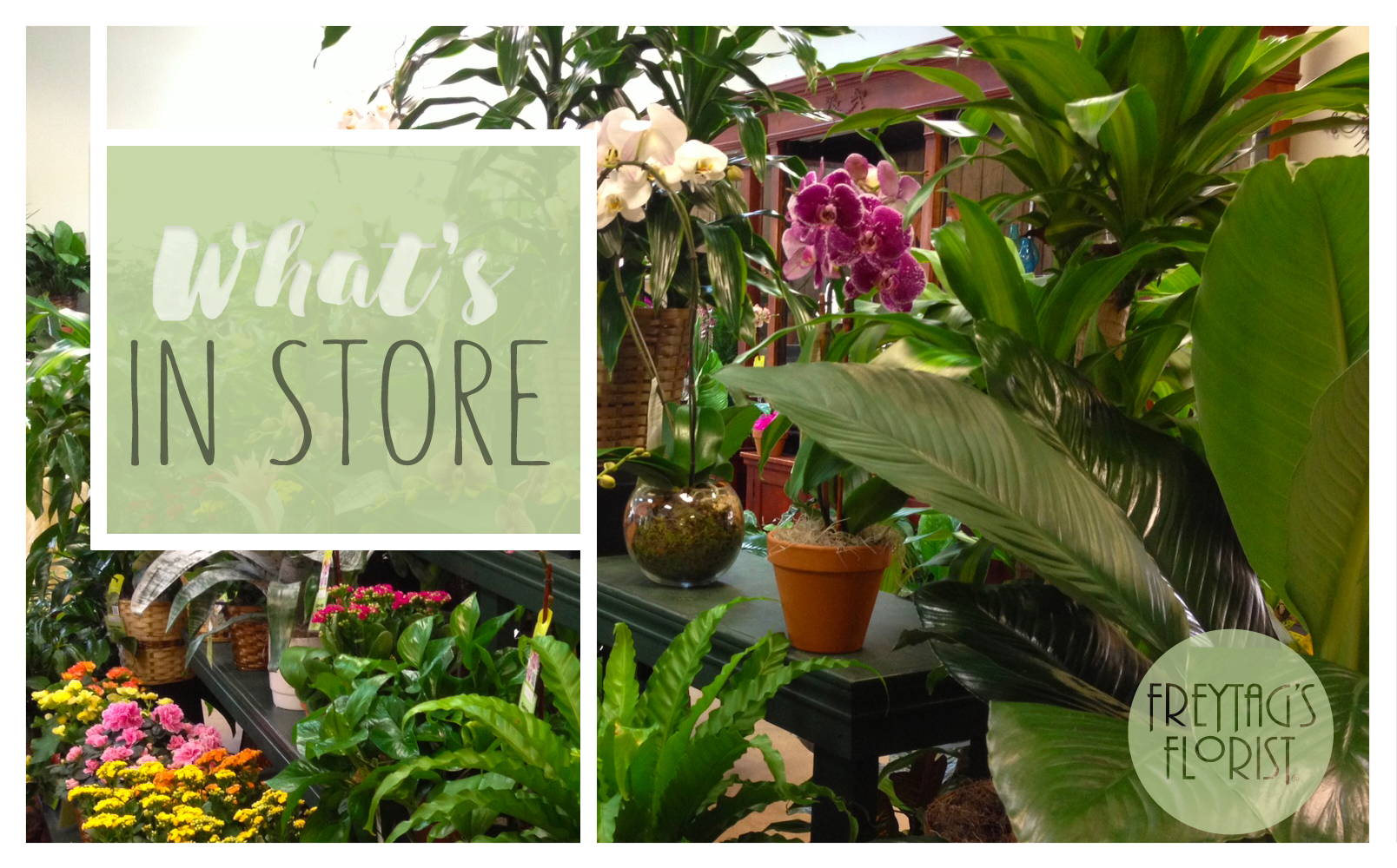 Take a peek inside Austin's largest, family owned & operated flower