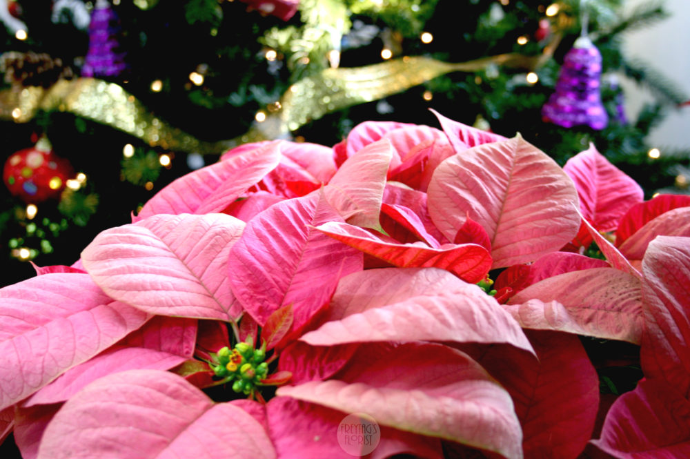 Poinsettia 2_freytags_florist_austin_tx