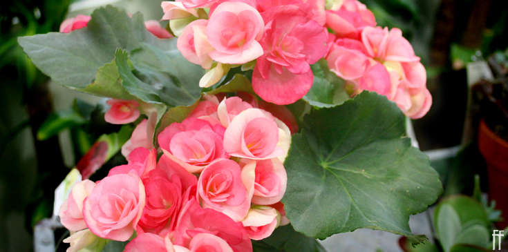 Begonias 2019-Blog Banner 4-freytags-florist-austin-tx