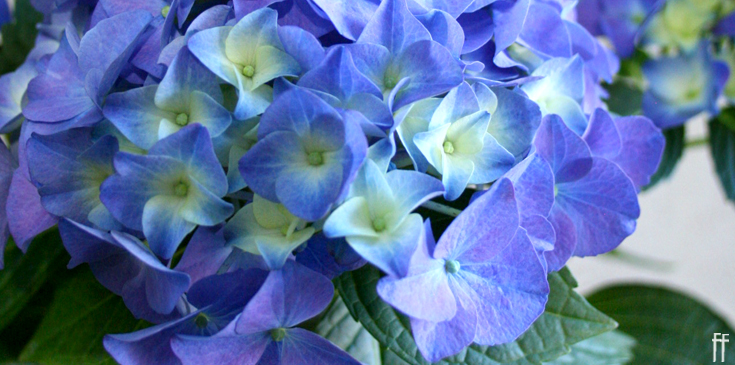 Blue Hydrangeas 2019-Blog Banner 6-freytags-florist-austin-tx