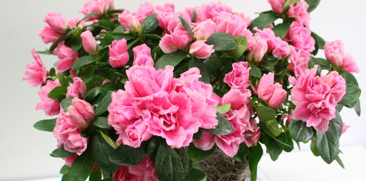 Pink Azaleas 2019-Blog Banner 7-freytags-florist-austin-tx
