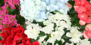 Plant Care 2019-Blog Banner 1-freytags-florist-austin-tx