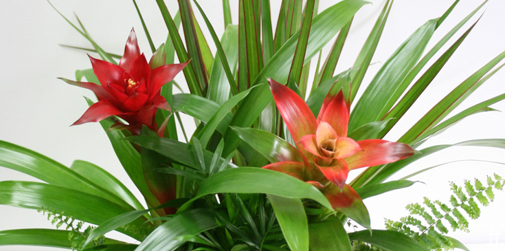 Calescent 2019-Blog Banner 1-freytags-florist-austin-tx