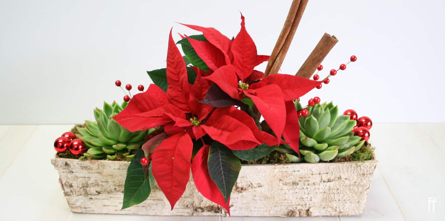 Christmas 2019-Blog Banner Succulent Poinsettia-freytags-florist-austin-tx