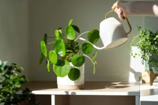 Girl watering potted Pilea houseplant on table at home using metal watering can, taking care