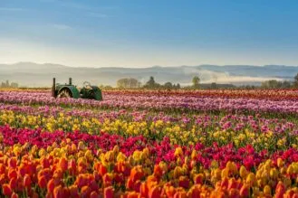 colorful tulip filed in the morning, Woodburn, Oregon